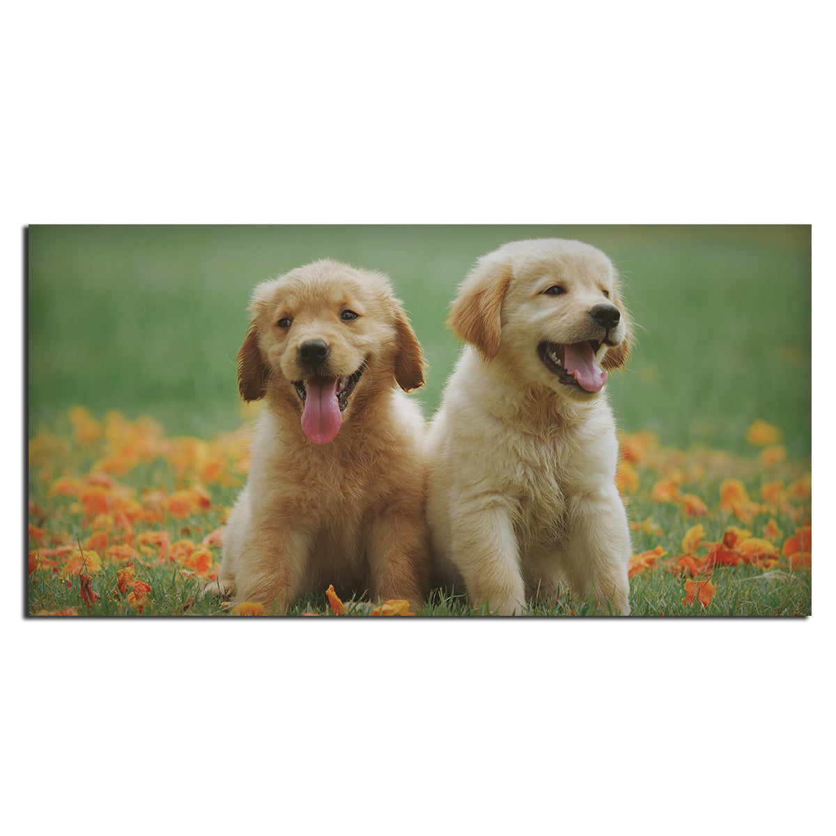 Golden Retriever Puppies Premium Canvas Wall Painting